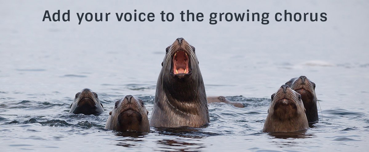 5 sealions popping their heads up from the water, the middle one is out farthest and has its mouth wide open. Caption reads: Add your voice to the growing chorus.