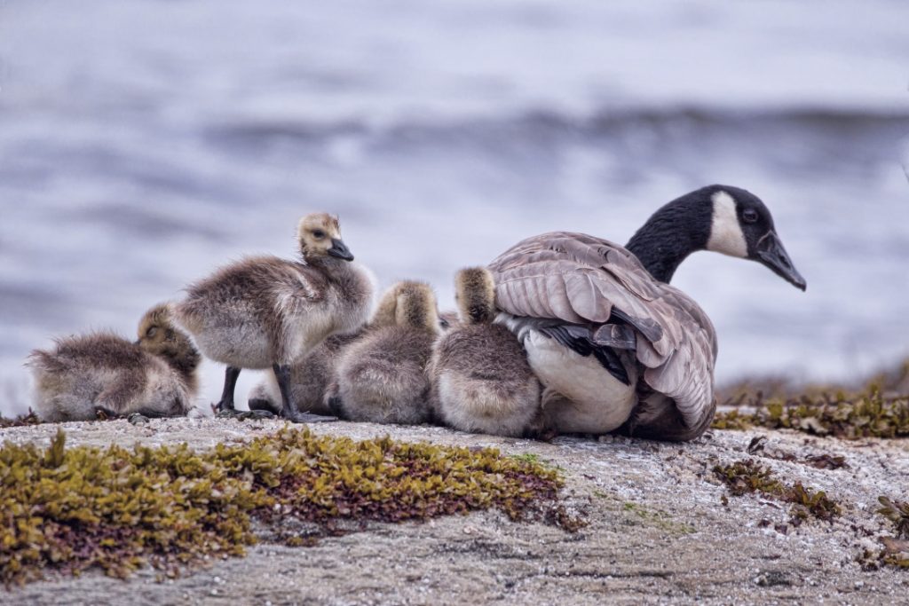 Mother Canadian goose and goslings